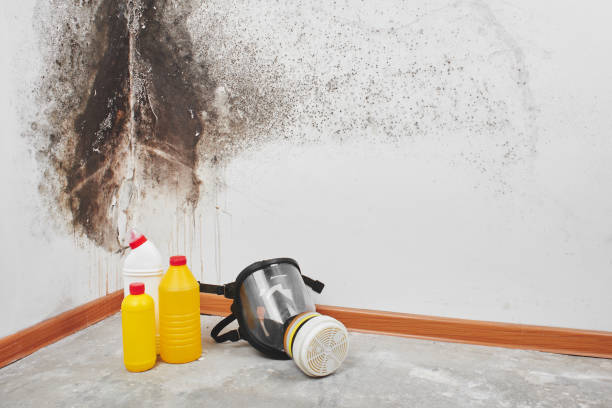 Best Attic Mold Removal  in Castroville, TX