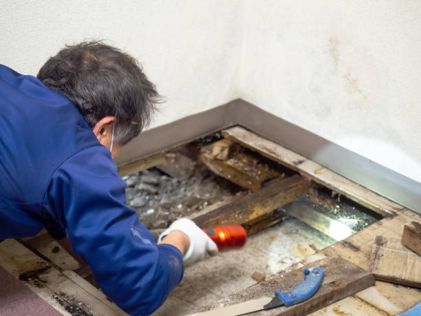 Best Mold Damage Repair  in Castroville, TX