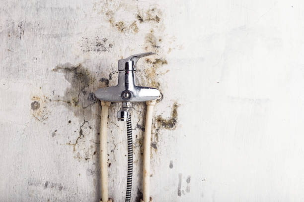 Best Home Mold Removal  in Castroville, TX