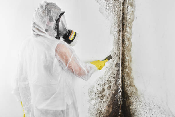 Best Best Mold Removal Companies  in Castroville, TX
