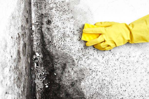 Best Mold Removal Company Near Me  in Castroville, TX