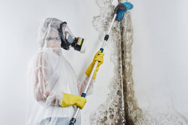 Best Mold Testing  in Castroville, TX