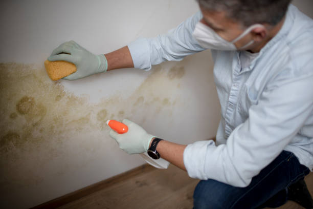 Best Attic Mold Removal  in Castroville, TX