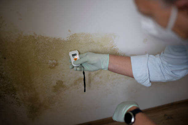 Best Commercial Mold Removal  in Castroville, TX