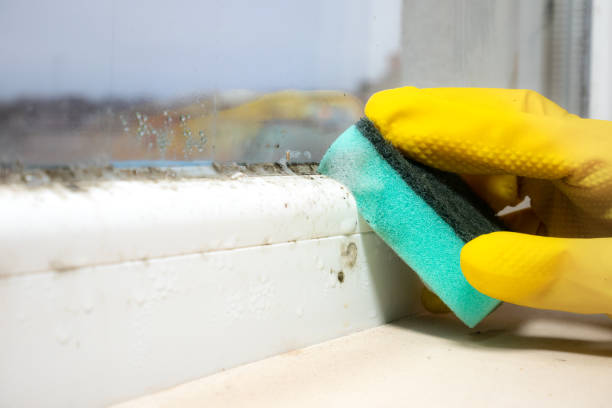 Professional Mold Removal in Castroville, TX