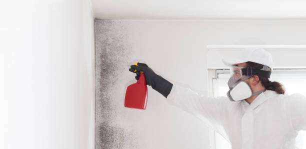 Best Office Mold Removal Services  in Castroville, TX