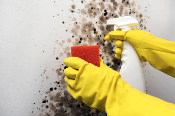 Best Mold Removal Company Near Me  in Castroville, TX