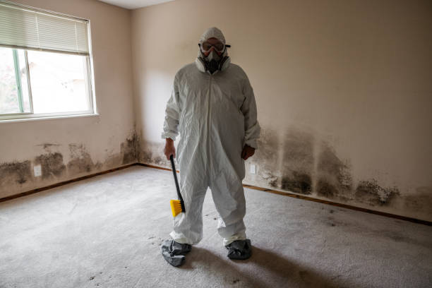 Best Affordable Mold Removal  in Castroville, TX