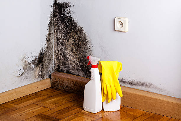 Best Residential Mold Removal  in Castroville, TX