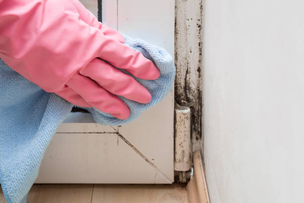 Best Mold Damage Repair  in Castroville, TX